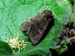 Attēlu rezultāti vaicājumam “Tholera cespitis”