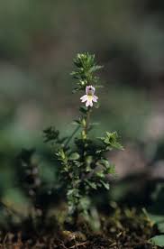 Image result for Euphrasia stricta