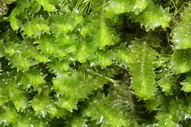 Attēlu rezultāti vaicājumam “Lophozia longidens”