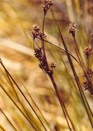 Attēlu rezultāti vaicājumam “Juncus alpinoarticulatus”