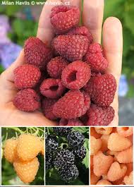 Attēlu rezultāti vaicājumam “Rubus idaeus fruit”