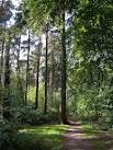 Ben Stedham's Wood. These attractive woods (considerably reduced by the - via Daymix
