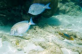 Image result for Acanthurus coeruleus