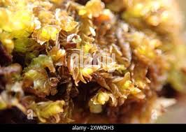 Attēlu rezultāti vaicājumam “Mylia anomala”