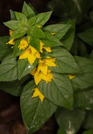 Attēlu rezultāti vaicājumam “Lysimachia punctata flower”