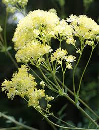 Attēlu rezultāti vaicājumam “Thalictrum lucidum”