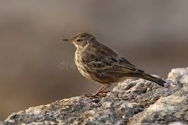 Image result for Anthus petrosus