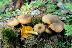 Attēlu rezultāti vaicājumam “Tricholomopsis decora”