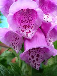 Image result for Digitalis purpurea