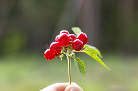Attēlu rezultāti vaicājumam “Rubus saxatilis fruit”