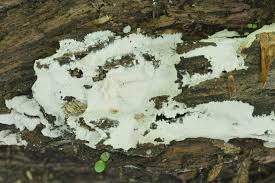 Attēlu rezultāti vaicājumam “Ceratiomyxa morchella stalked”