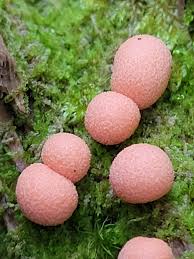 Attēlu rezultāti vaicājumam “Lycogala exiguum aggr. macro”