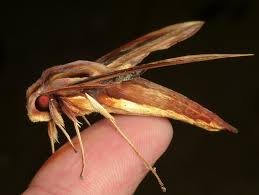 Attēlu rezultāti vaicājumam “Sphingidae”