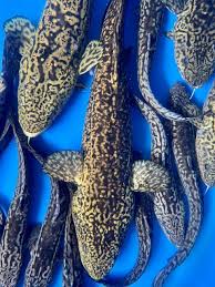 Image result for Lota lota