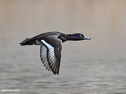 Image result for Aythya affinis