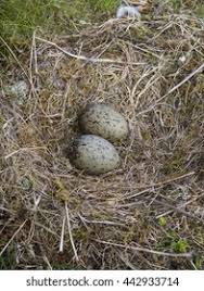 Attēlu rezultāti vaicājumam “Larus argentatus eggs”