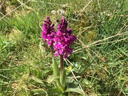 Attēlu rezultāti vaicājumam “Orchis mascula bud”