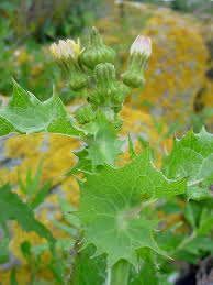 Attēlu rezultāti vaicājumam “Sonchus asper flower”