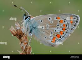 Attēlu rezultāti vaicājumam “Aricia artaxerxes  female”