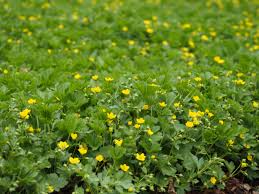 Attēlu rezultāti vaicājumam “Waldsteinia geoides”