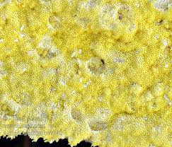 Attēlu rezultāti vaicājumam “Antrodia xantha”