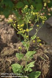 Attēlu rezultāti vaicājumam “Lapsana communis flower”