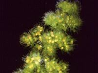 Attēlu rezultāti vaicājumam “Nitella flexilis”