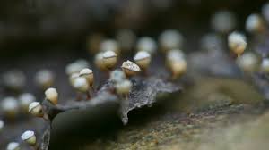 Attēlu rezultāti vaicājumam “Craterium minutum spores”