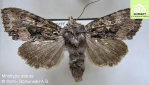 Attēlu rezultāti vaicājumam “Mniotype satura”