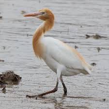 Attēlu rezultāti vaicājumam “Bubulcus ibis”