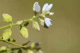 Attēlu rezultāti vaicājumam “Polygala amarella”