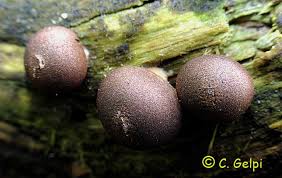 Attēlu rezultāti vaicājumam “Lycogala irregulare sessile”