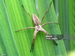 Attēlu rezultāti vaicājumam “Tibellus oblongus”