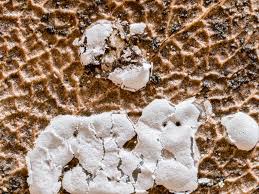 Attēlu rezultāti vaicājumam “Didymium serpula spores”