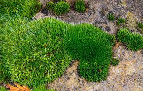 Attēlu rezultāti vaicājumam “Grimmia pulvinata sporophyte”