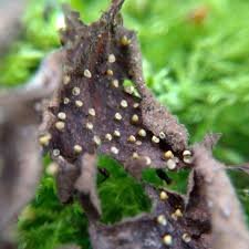 Attēlu rezultāti vaicājumam “Craterium minutum stalked”