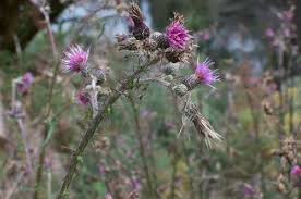 Attēlu rezultāti vaicājumam “Cirsium palustre fruit”
