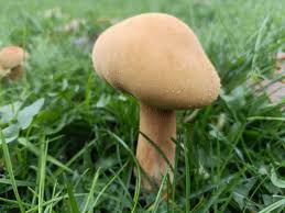 Attēlu rezultāti vaicājumam “Phaeolepiota aurea”