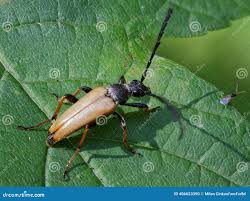 Attēlu rezultāti vaicājumam “Leptura rubra male”