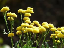 Attēlu rezultāti vaicājumam “Tanacetum vulgare flower”