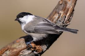 Attēlu rezultāti vaicājumam “Poecile montanus adult”