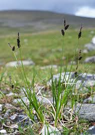 Attēlu rezultāti vaicājumam “Carex ornithopoda fruit”