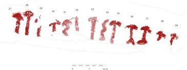 Image result for "Selva Pascuala"