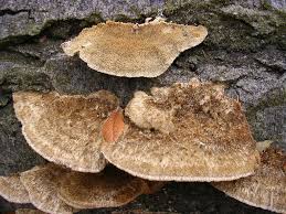 Attēlu rezultāti vaicājumam “Coriolopsis trogii”