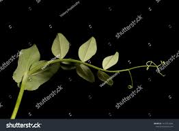 Attēlu rezultāti vaicājumam “Pisum sativum leaf”