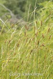 Attēlu rezultāti vaicājumam “Carex lasiocarpa male flower”