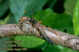 Attēlu rezultāti vaicājumam “Necydalis major”