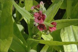 Attēlu rezultāti vaicājumam “Cynoglossum officinale flower”