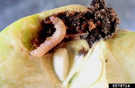 Attēlu rezultāti vaicājumam “Callimorpha dominula larva”