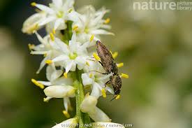 Attēlu rezultāti vaicājumam “Prosternon tessellatum”